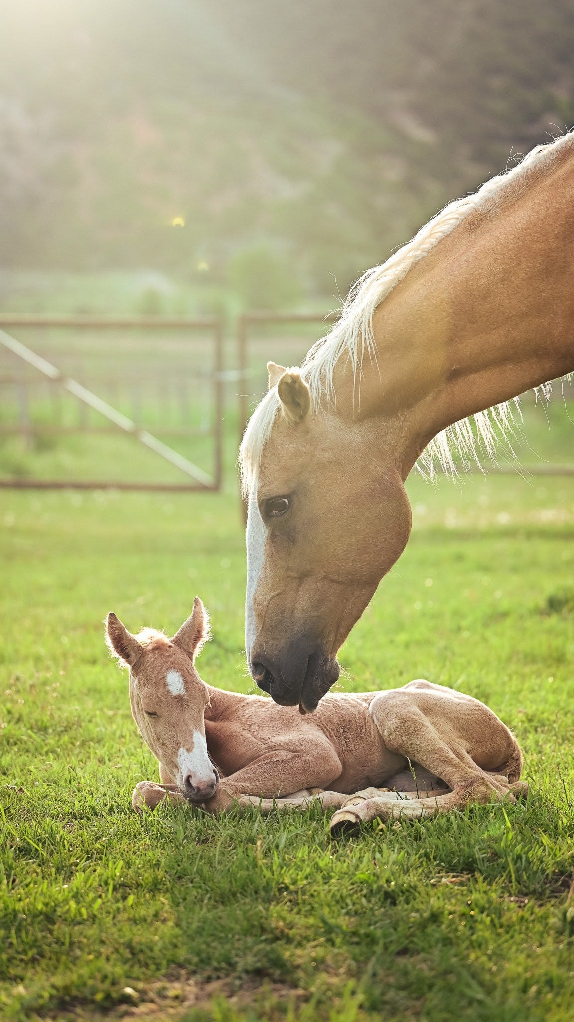 Livestock Horses for Sale
