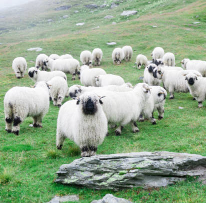 Livestock Valais Sheep