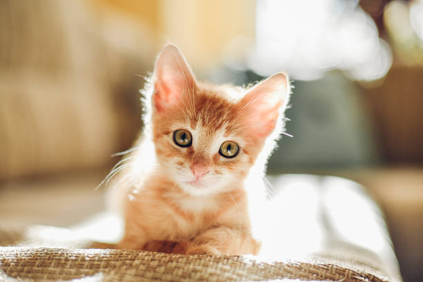 Kittens for sale